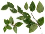12 - Betula chichibuensis.