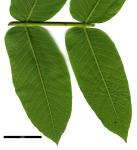 JDL: Juglans ailantifolia var. cordiformis 2.