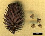 JDL: Platycarya strobilacea 2.