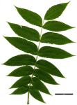 JDL: Platycarya strobilacea 3.