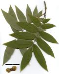 JDL: Pterocarya macroptera 1.