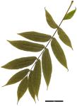 JDL: Pterocarya macroptera subsp. insignis 2.