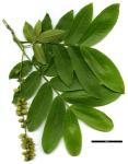 JDL: Pterocarya stenoptera 1.