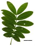 JDL: Pterocarya stenoptera 2.