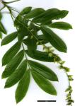 JDL: Pterocarya stenoptera 4.