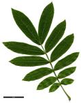 JDL: Pterocarya stenoptera 6.