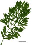 JDL: Pterocarya stenoptera'Fern Leaf' 2.