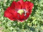 Photo: Papaver somniferum 2. Gail K. Ellison.