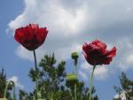 Photo: Papaver somniferum 3. Gail K. Ellison.