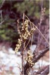 Photo: Rhus toxicodendron. Paul Bergner.