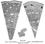 Apocynum cannabinum. Apocynum androsaemifolium.