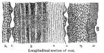 Silphium root, Fig. B: Longitudinal section of roo...