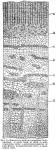 Fig. 3. Transverse section