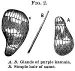 Fig. 2. A. B. Glands of purple kamala.