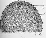 Fig. 2.—Part of cross-section of rhizome