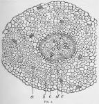 Fig. 4.—Portion of the cross-section