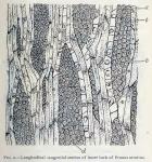 Fig. 2.—Longitudinal tangential section of inner b...