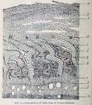 Fig. 5.—Cross section of stem bark of Prunus Mahal...