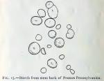 Fig. 13.—Starch from stem bark of Prunus Pennsylva...