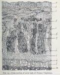 Fig. 14.—Cross section of stem bark of Prunus Virg...