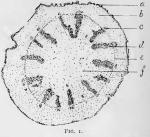 Fig. 1.—Diagram of cross-section