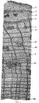 Fig. 1.—Small portion of cross-section of bark