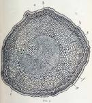 Fig. 3.—Transverse section of the petiole