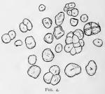 Fig. 4.—Starch of Cimicifuga.