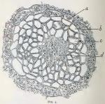 Fig. 4. One of the bundles of the rhizome