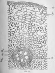 Fig. 5.—Portion of cross-section of root