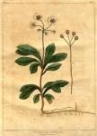 Table 01. Chimaphila umbellata.