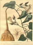 Table 23. Convolvulus panduratus.