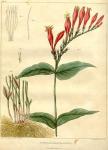 Table 31. Spigelia marilandica.