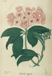 Pl. 13. Kalmia latifolia.