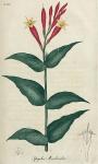 Pl. 14. Spigelia marilandica.