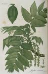 Pl. 32. Juglans cinerea.