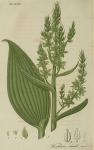 Pl. 33. Veratrum viride.