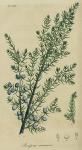 Pl. 44. Juniperus communis.