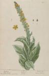 003c Mullein.