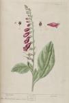 016c Fox Glove.