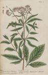 110c Eupatorium Avicenna.