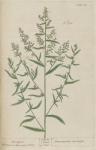 116c Tarragon. 116c Tarragon.