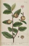 154c Medlar Tree.