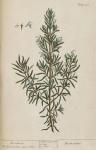 159c Rosemary.