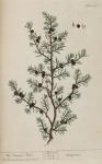 187c Juniper Tree.