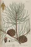 189c Pine Tree.