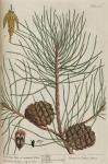 189c Pine Tree.