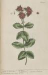 191c Orpine.