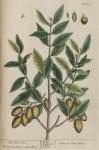 199c Olive Tree.