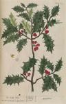 205c Holly Tree.